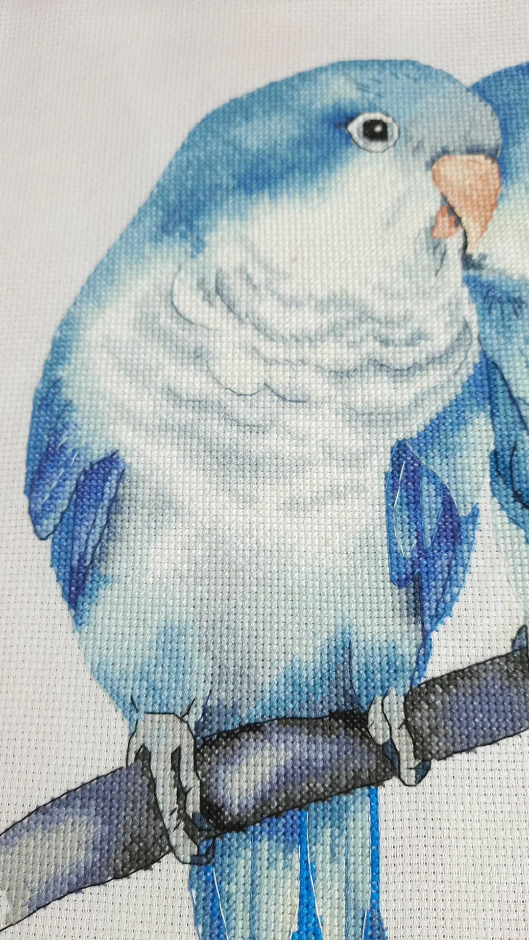 Blue quaker parrots Cross Stitch Pattern 3 Blue quaker parrots Cross Stitch Pattern - Image 3