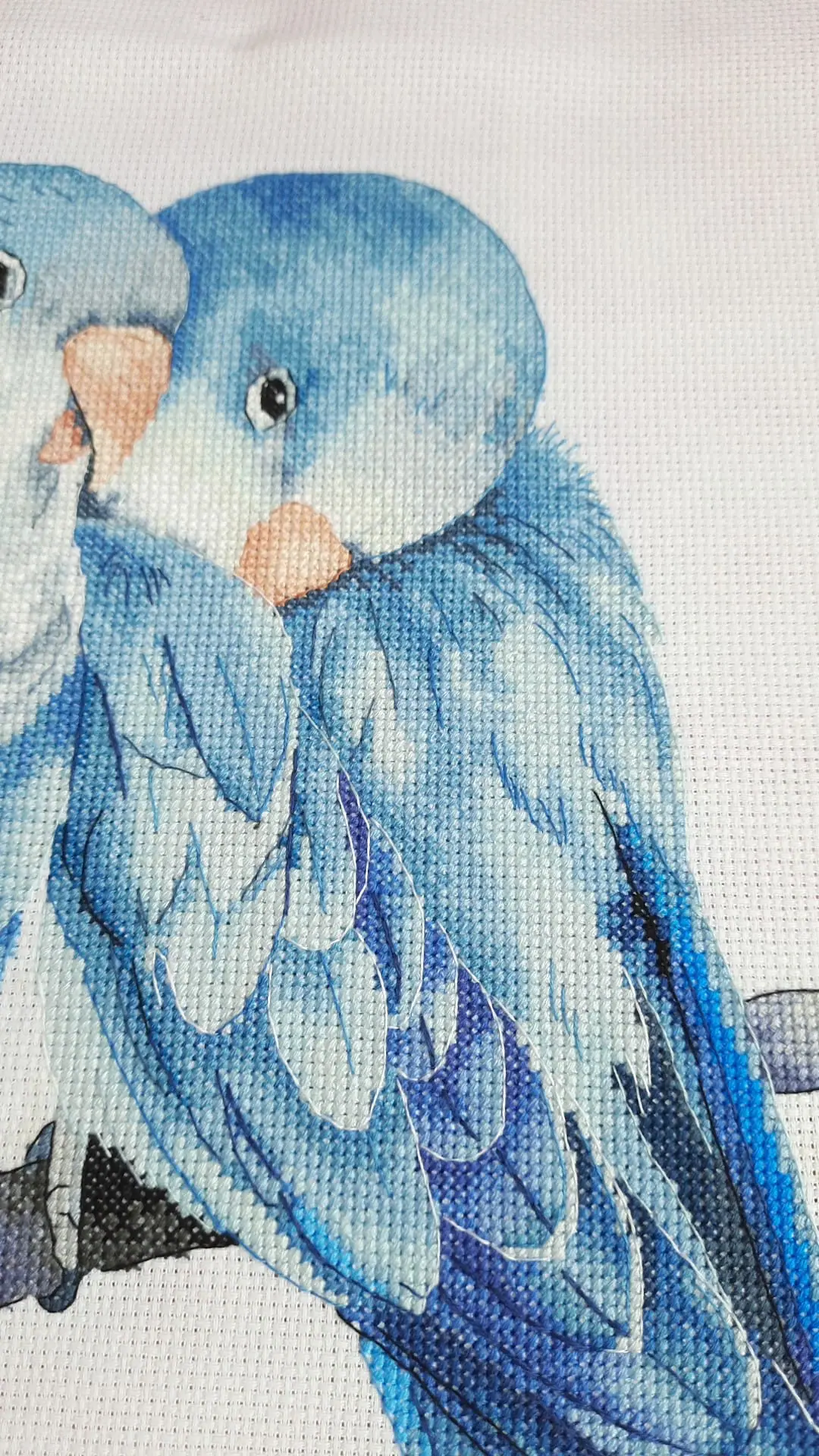 Blue quaker parrots Cross Stitch Pattern 4 Blue quaker parrots Cross Stitch Pattern - Image 4