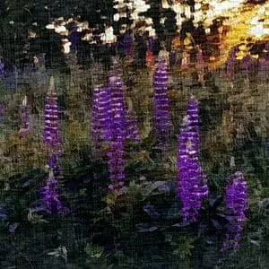 Painting - "Wild Lupine''