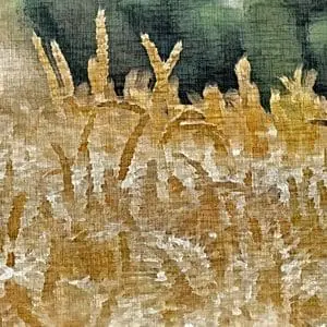 Painting - "Golden ear''
