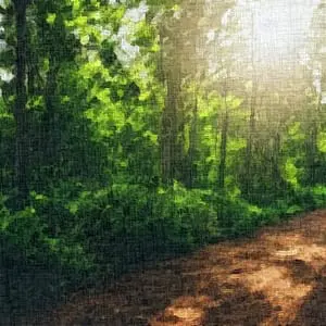 Painting - "Forest Shadows''