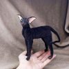 cute cat oriental