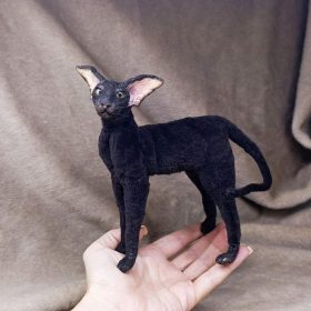 cute cat oriental