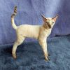 cat oriental