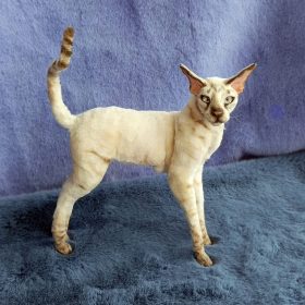 cat oriental