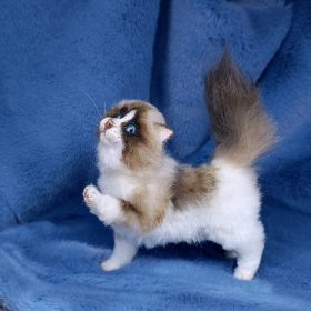 cute plush cat