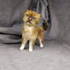 cat british