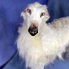 Dog greyhound plush Realistic toy