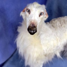 Dog greyhound plush Realistic toy