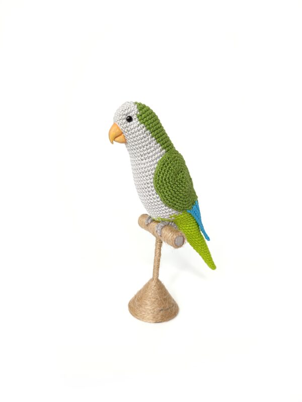 Quaker Parakeet (Parrot)
