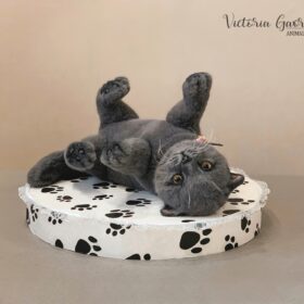 british kitten realistic toy