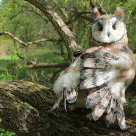 Big - eared owl