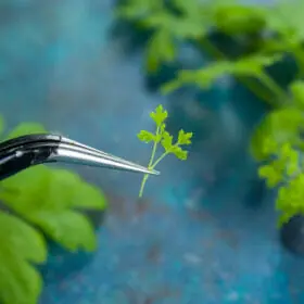 TUTORIAL Miniature parsley with air dry clay