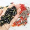Miniature Eggplant