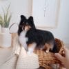 Miniature custom realistic crochet Sheltie Tricolor
