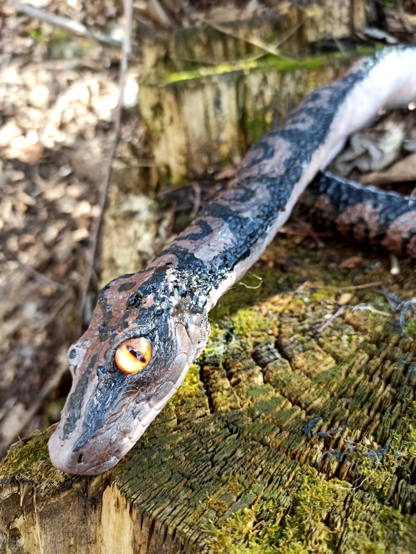 realistic python for a photo shoot,Handmade doll. Art doll