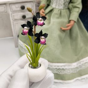 Miniature black orchid