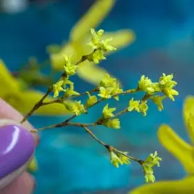 TUTORIAL Miniature forsythia with air dry clay