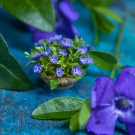 TUTORIAL Miniature periwinkle with air dry clay