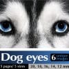 dog eyes