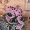 The purple toad. A fantastic creature.