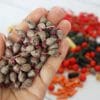 Miniature Beet 1:12 Miniature Vegetables Miniature beetroot Realistic miniatures food for dolls - Dollhouse