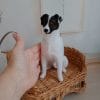 Custom miniature realistic Jack Russell Terrier