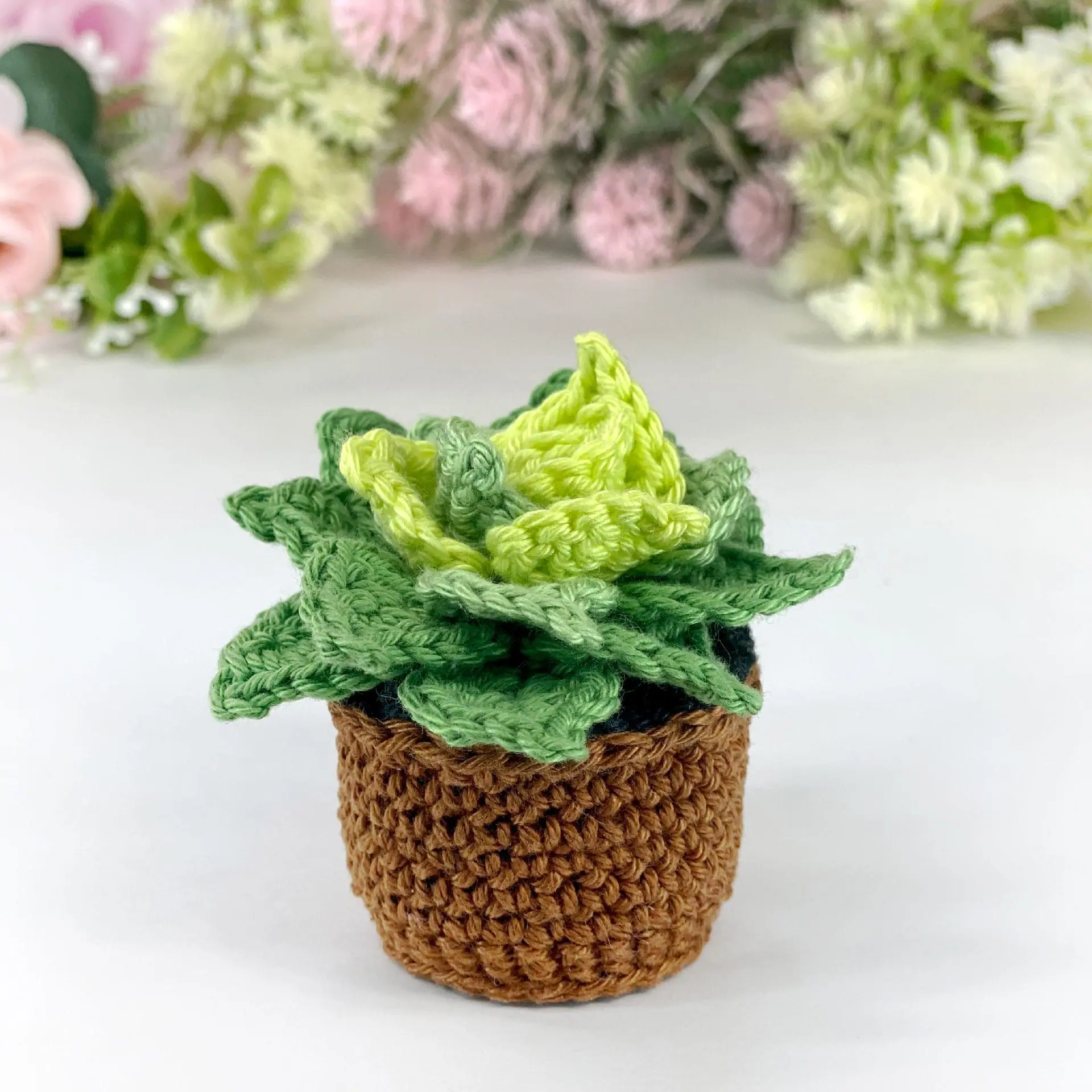 cheap succulents bulk Wedding Succulents Collection