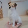 Realistic Custom miniature Jack Russell Terrier