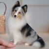 Realistic crocheted miniature of a Sheltie Merle dog
