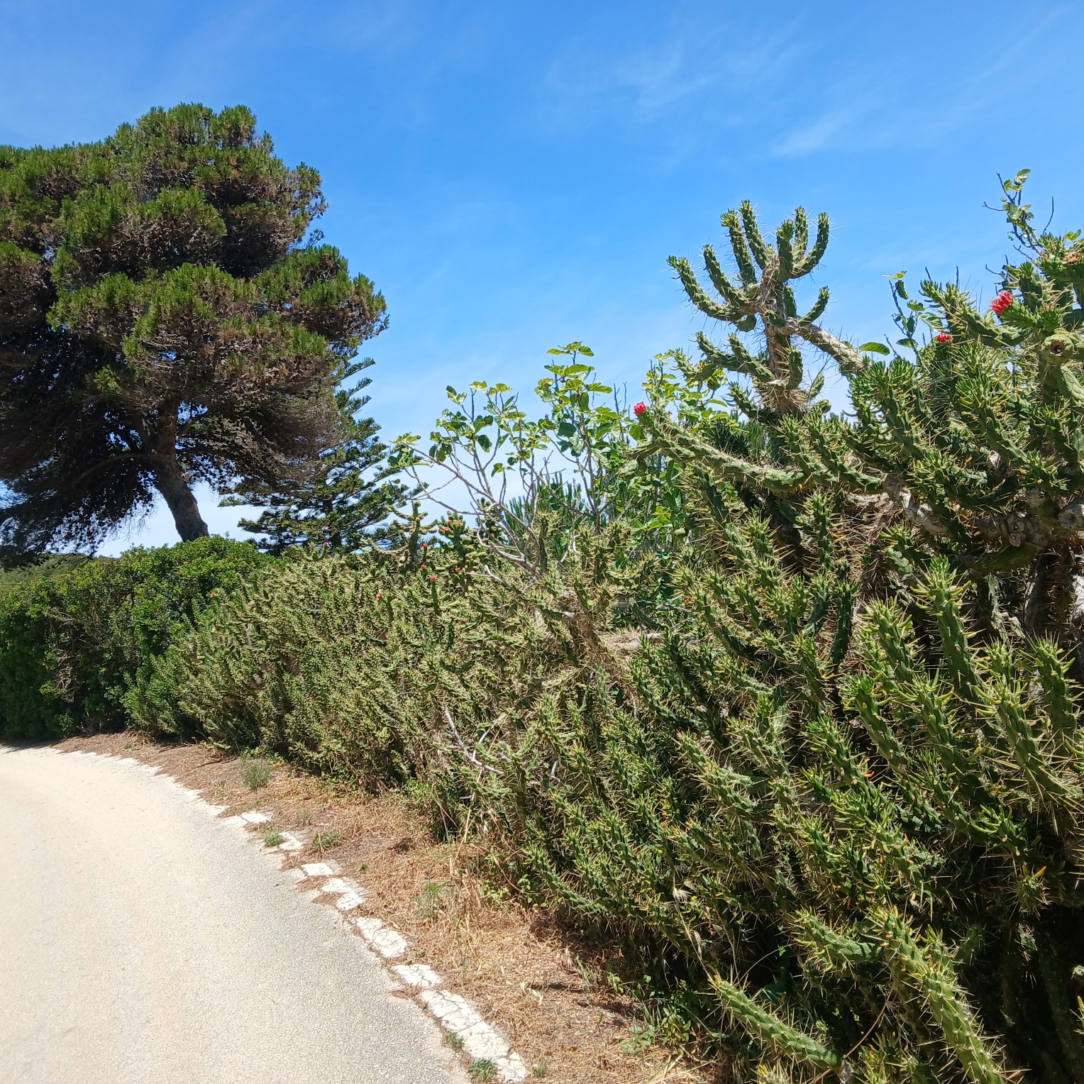 From the dusty mesa
Her looming shadow grows
Hidden in the branches of the poison creosote
She twines her spines up slowly
Towards the boiling sun
And when I touched her skin
My fingers ran with blood