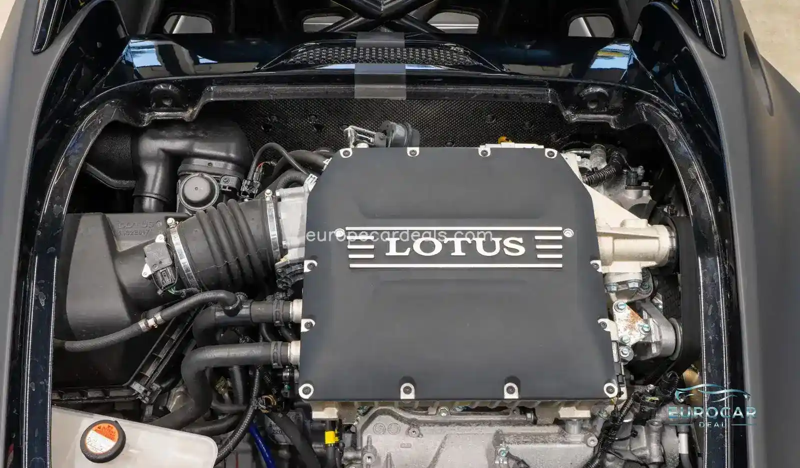 Lotus Other
