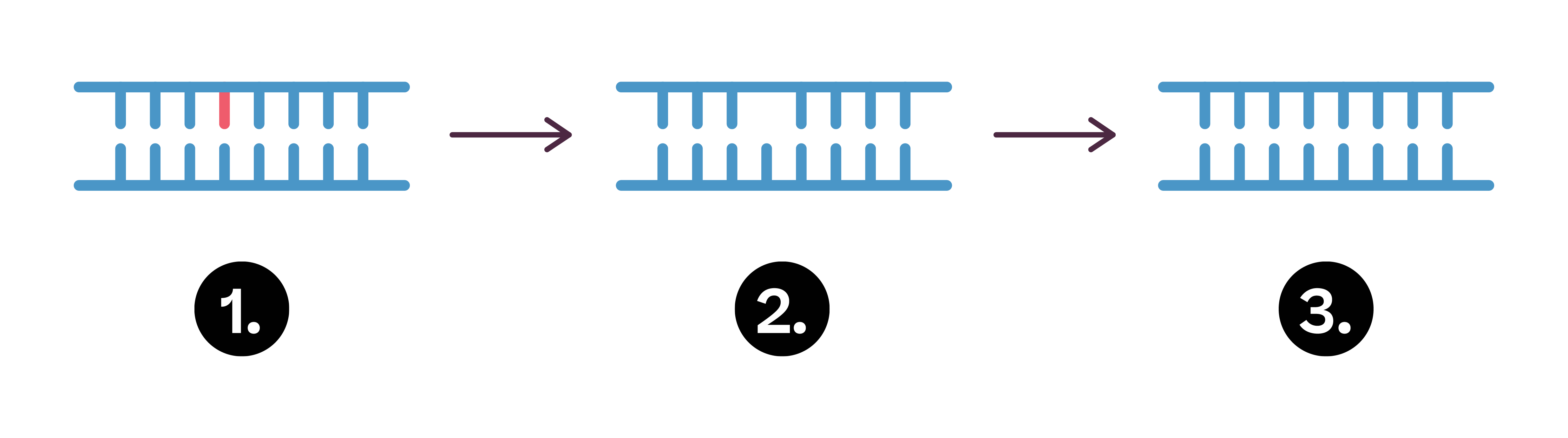 Biologie; Weitergabe und Veränderung der genetischen Information; 1. Gymi; DNA: Schäden & Reparaturmechanismen