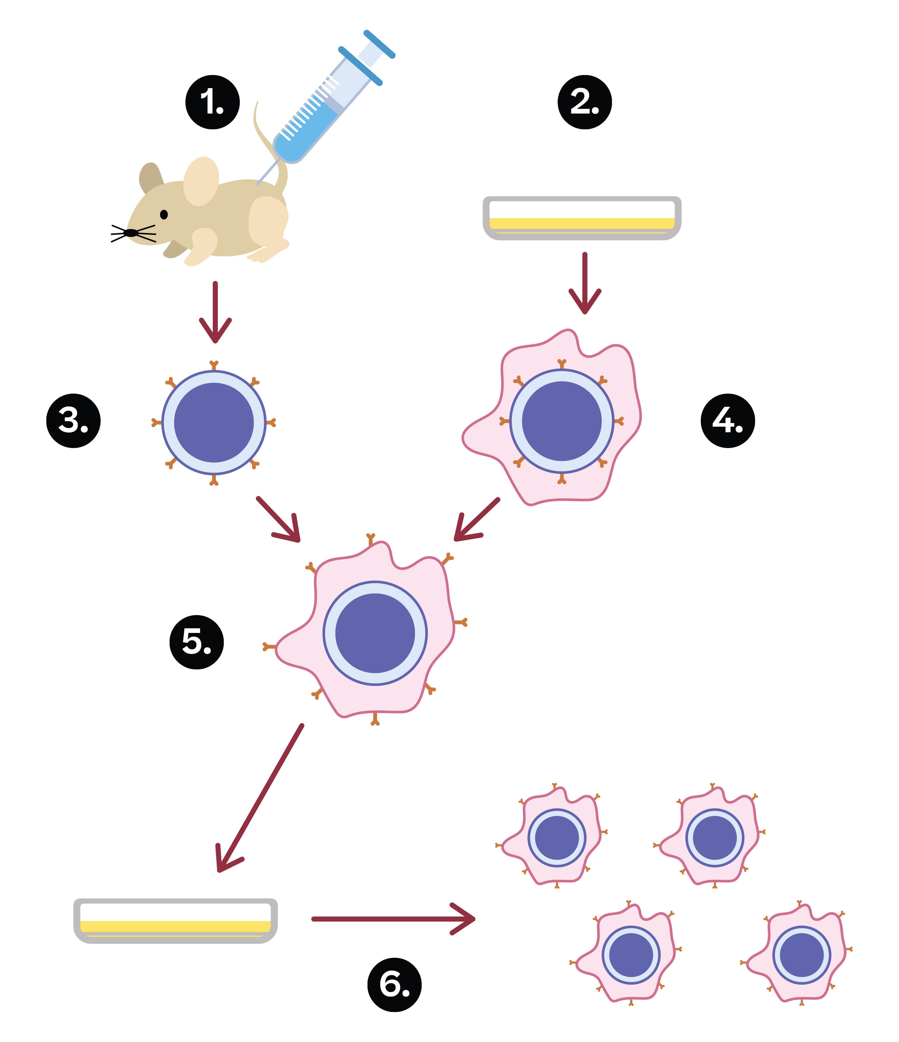 Biologie; Reaktionen des Immunsystems; 1. Gymi; Impfungen: passive & aktive Immunisierung