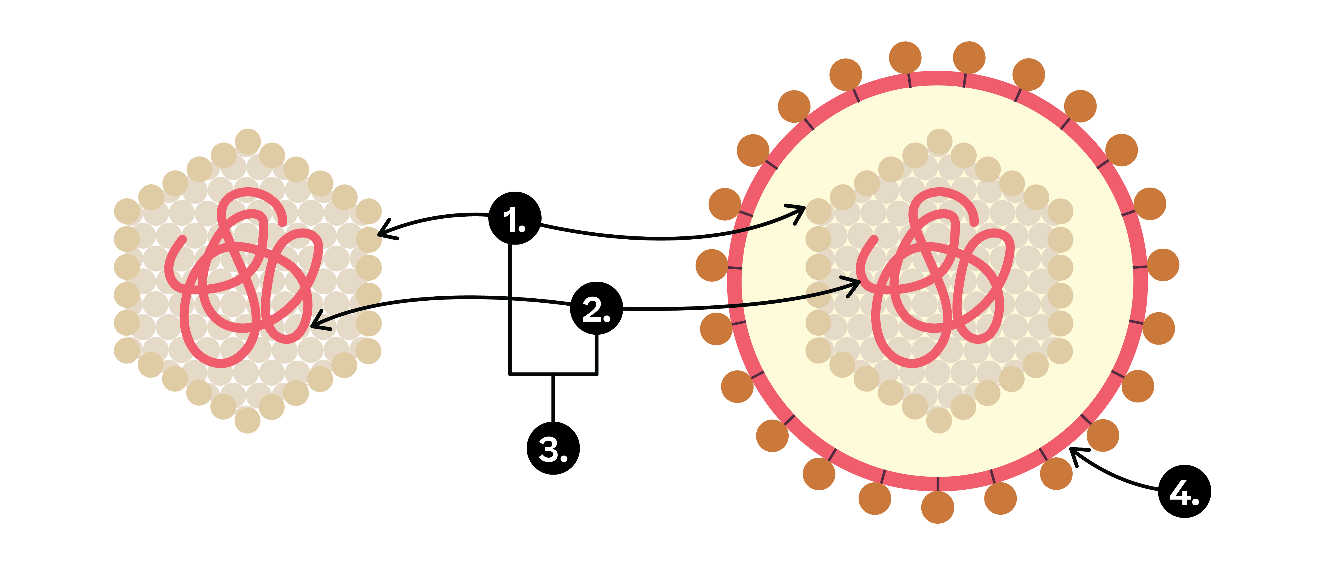Biologie; Immunsystem; 1. Sek / Bez / Real; Viren - Aufbau, Vermehrung, Grippeverlauf