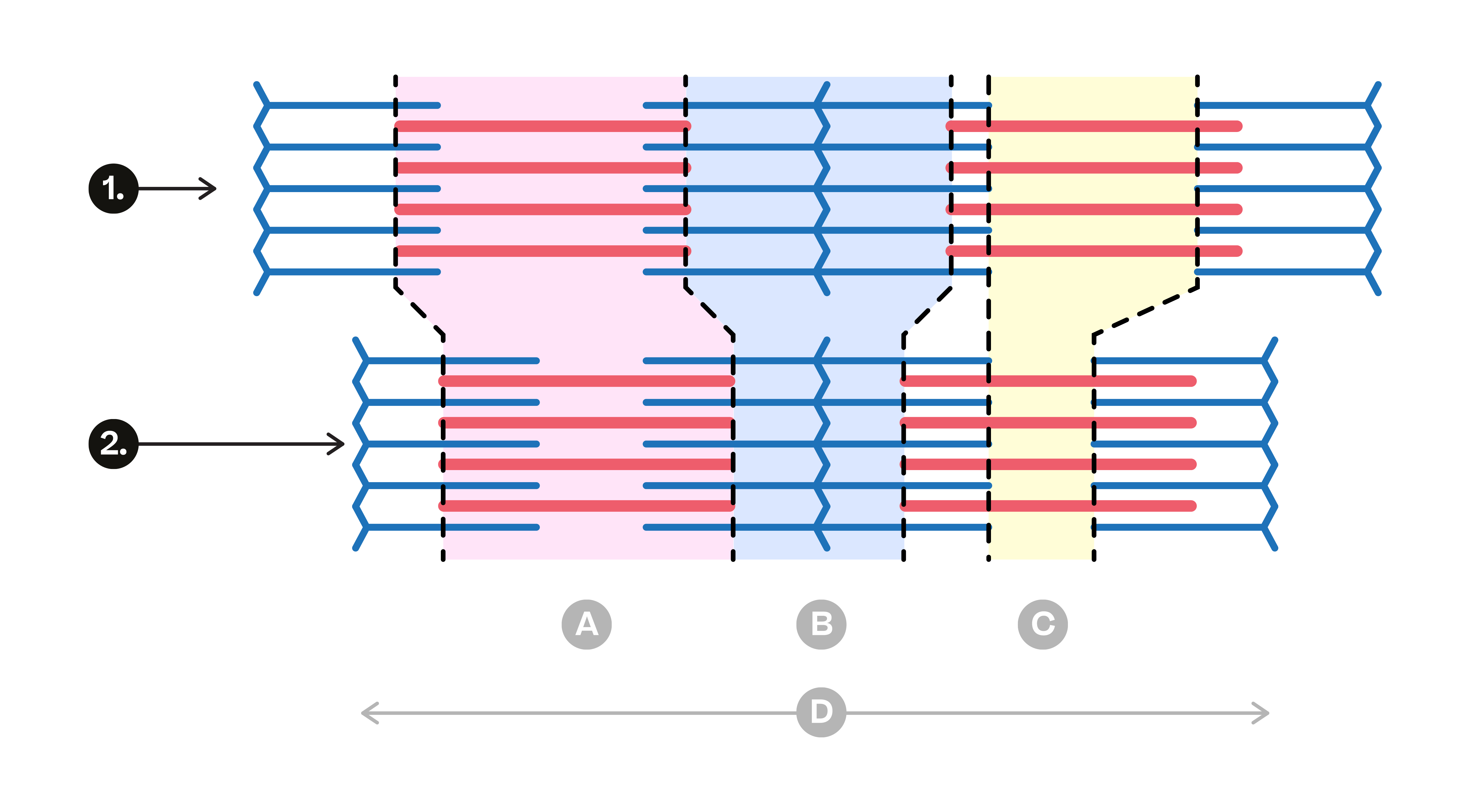 Evulpo - Muscle Contraction