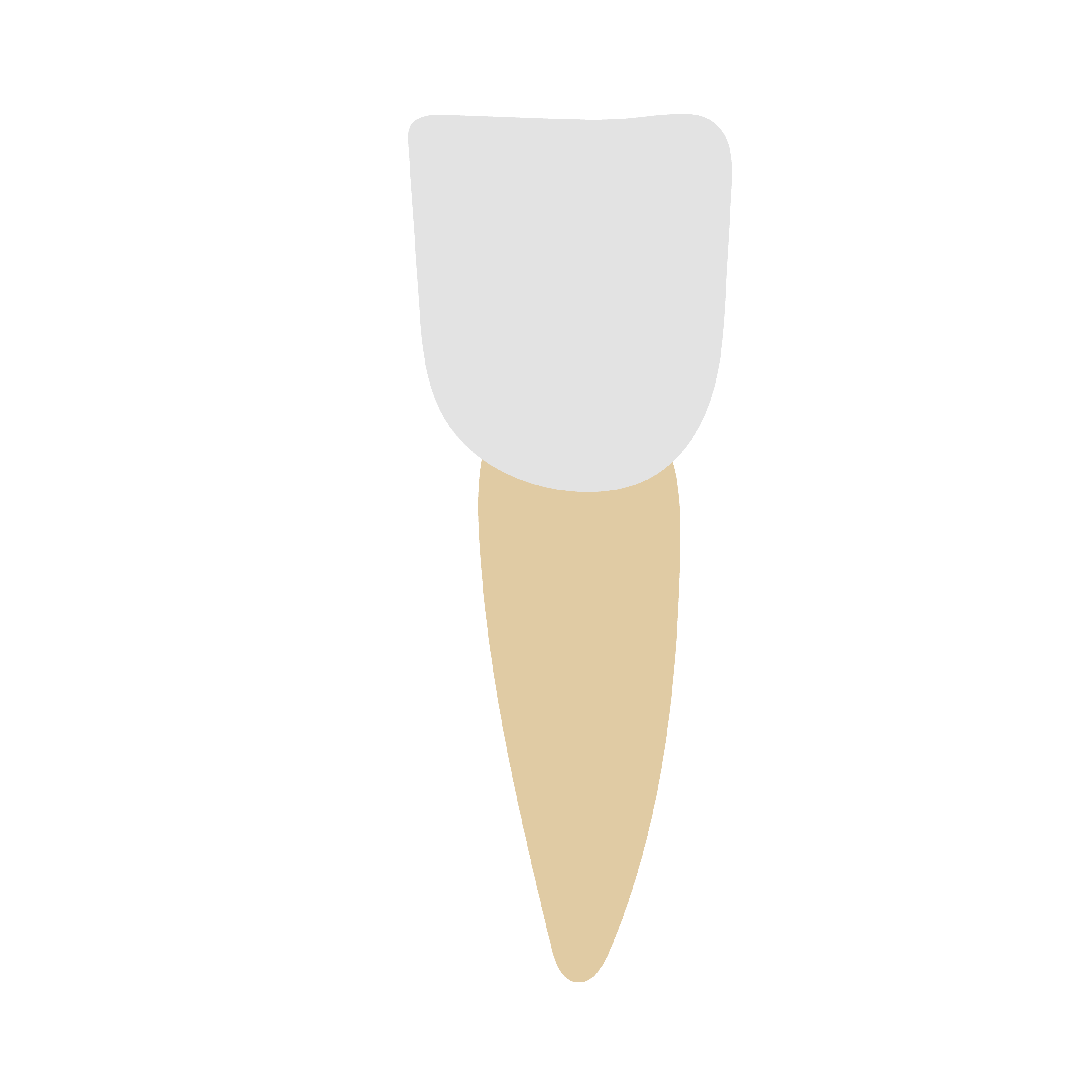 Science; Animals, including humans; KS2 Year 4; Animal teeth and their functions