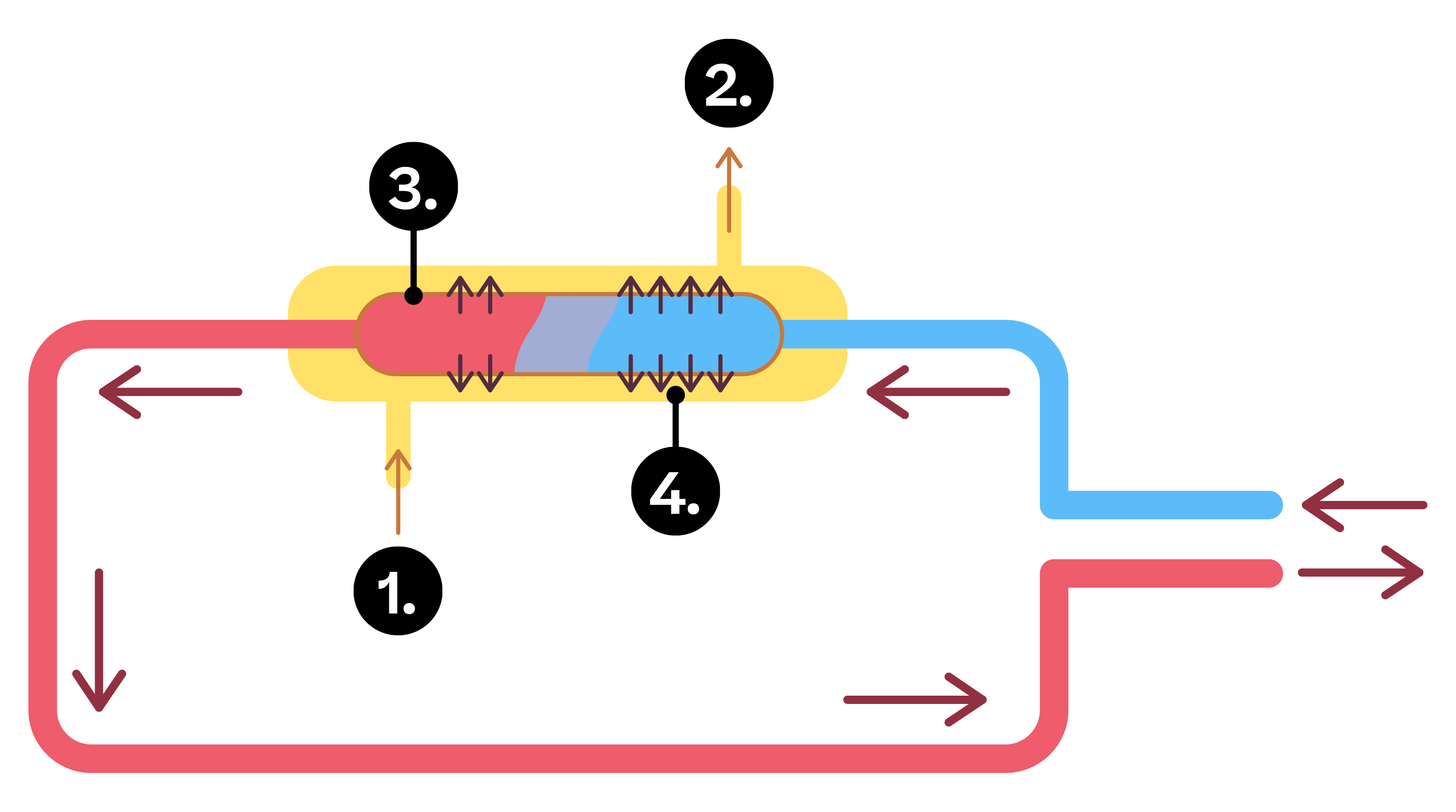 Biology; Animal coordination, control and homeostasis; KS4 Year 10; The urinary system