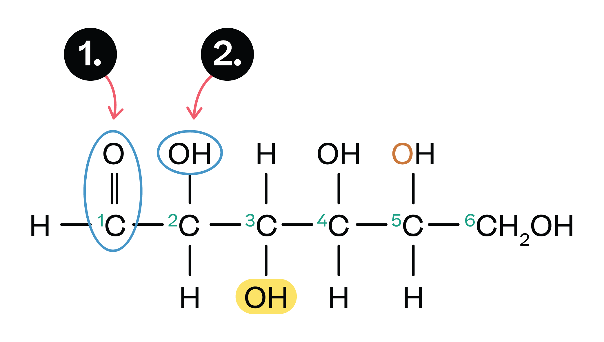 Carbohydrates Types Structure And Function Biology Explanation 