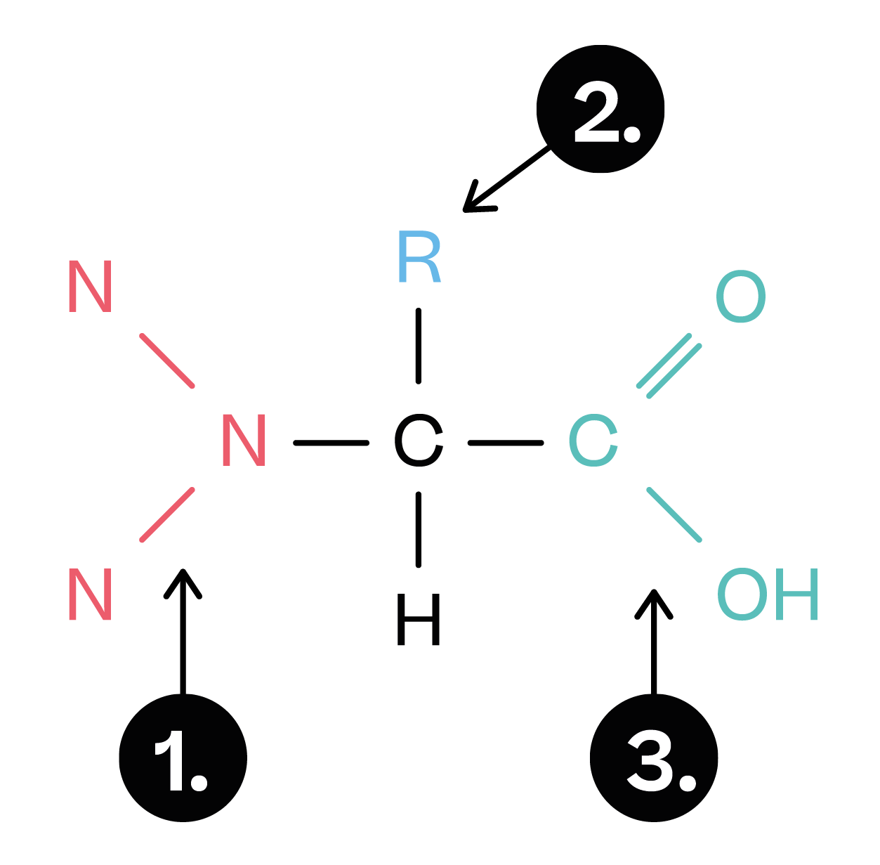 Chemistry; Amino acids, proteins and DNA; KS5 Year 12; Amino acids, proteins and enzymes