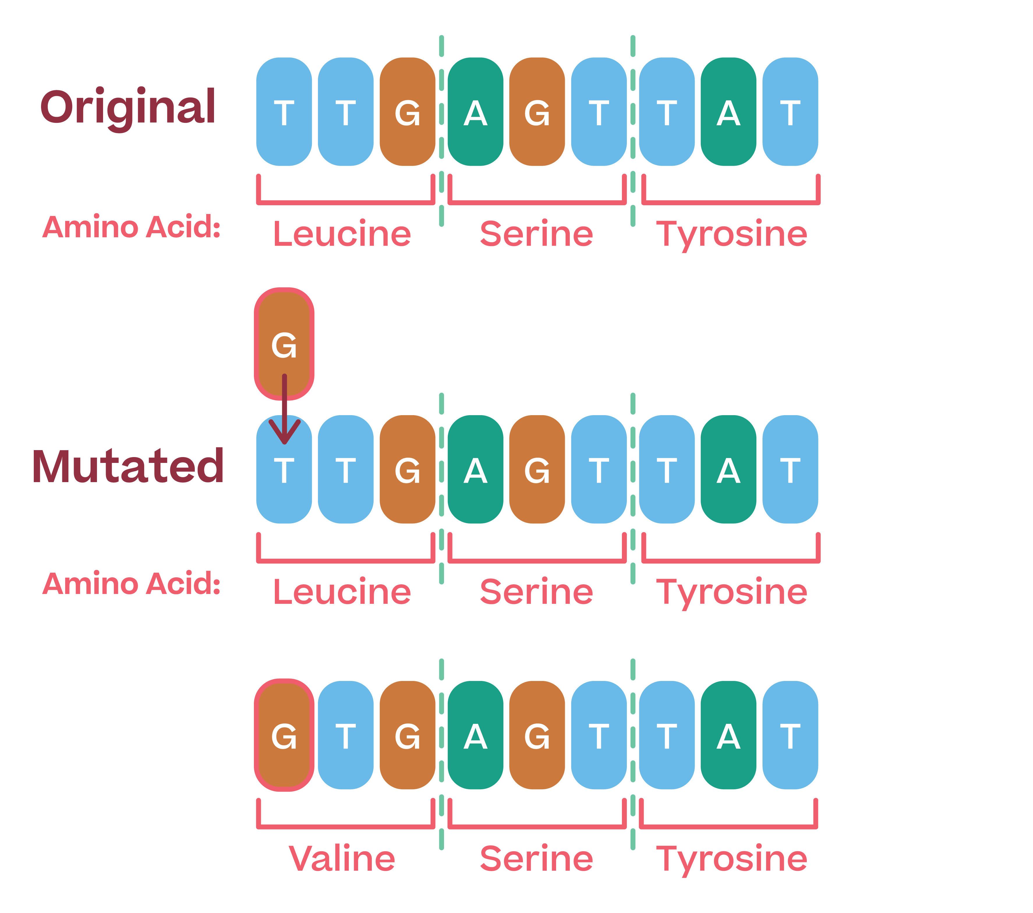 Biology; Gene expression; KS5 Year 12; Genetic mutations: Types, effects and mutagenic agents