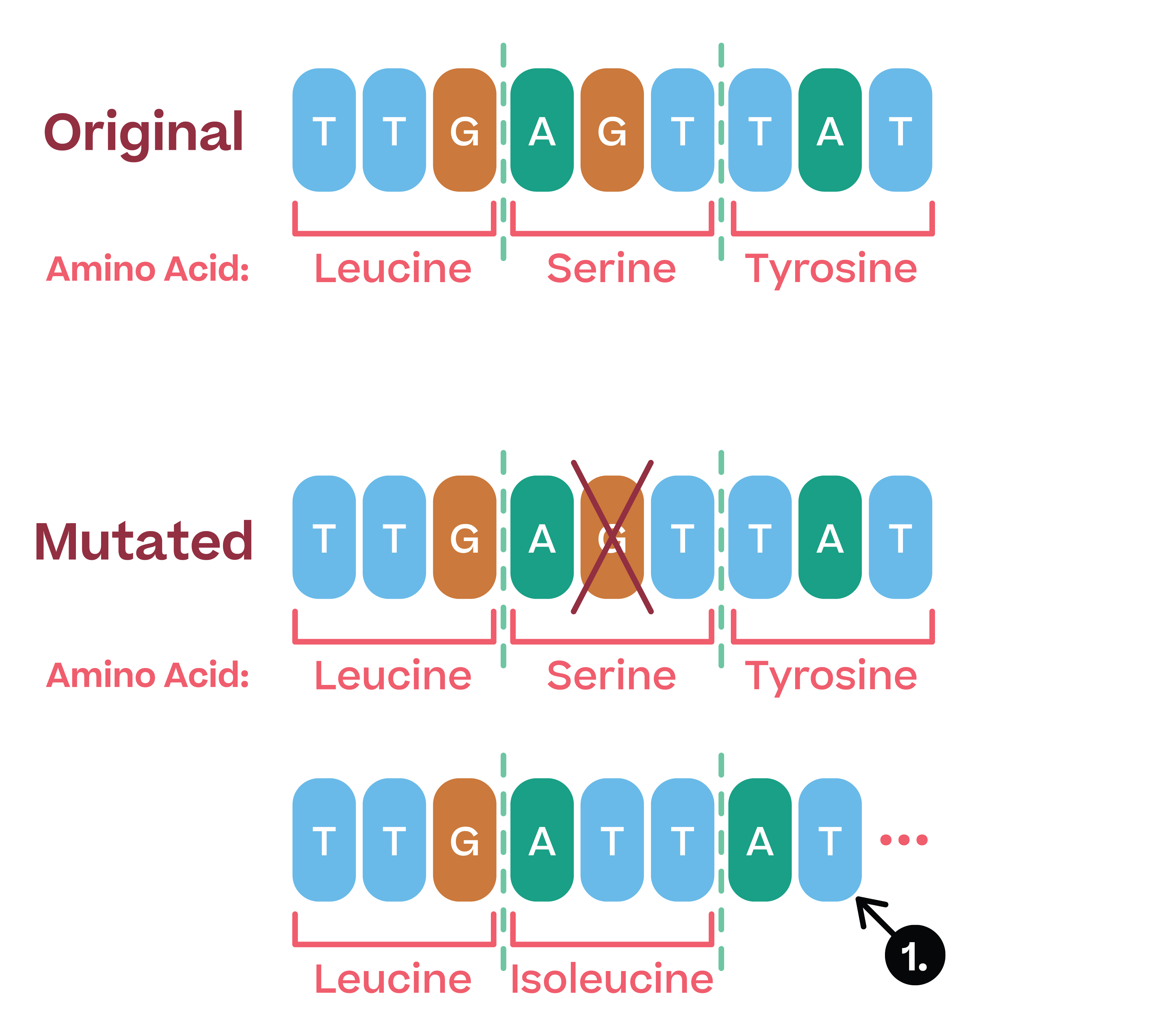 Biology; Gene expression; KS5 Year 12; Genetic mutations: Types, effects and mutagenic agents