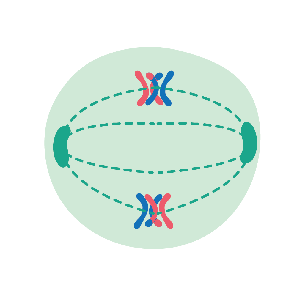 Biology; Cells, viruses and reproduction of living things; KS5 Year 12; Meiosis, genetic variation and mutations