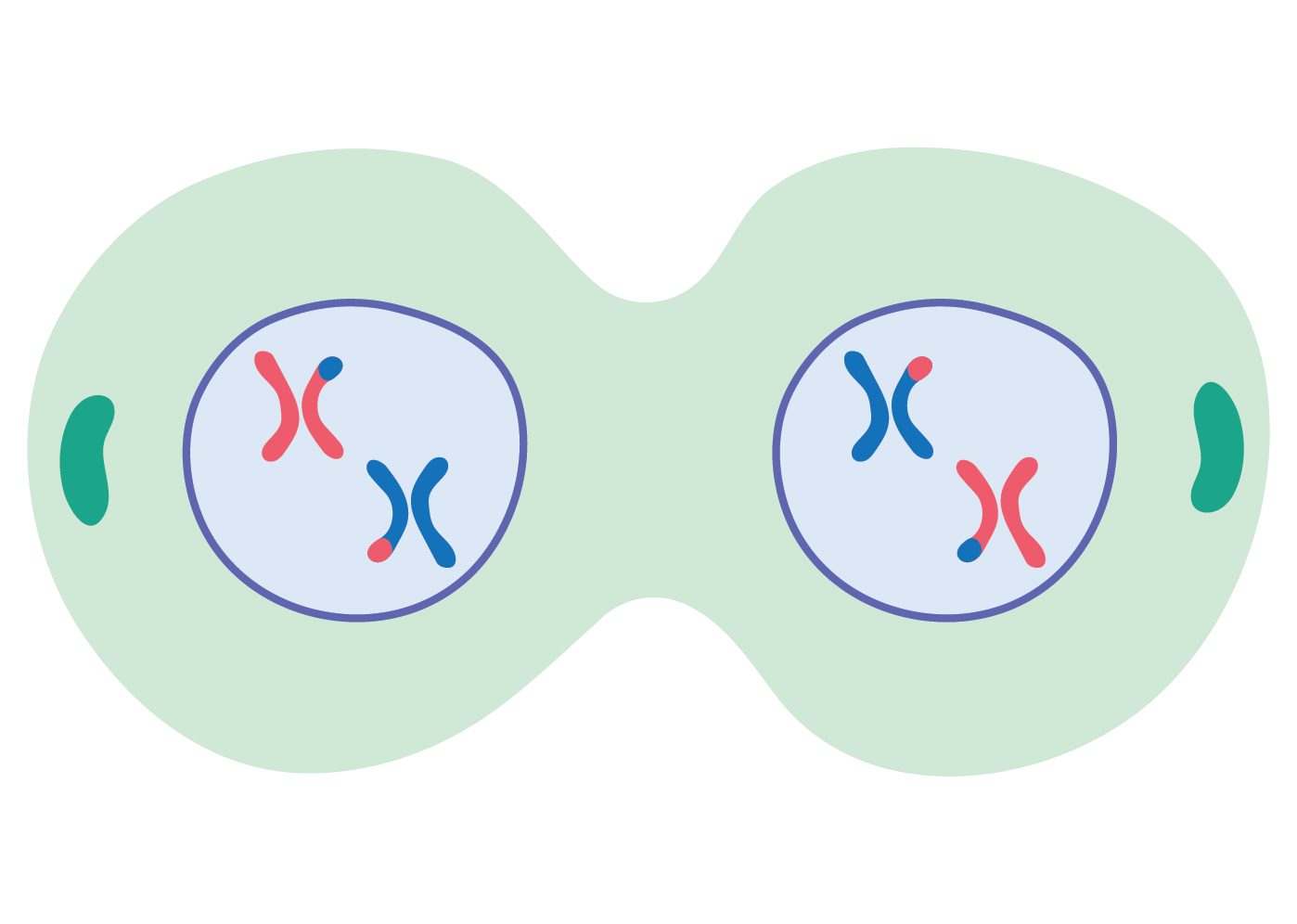 Biology; Cells, viruses and reproduction of living things; KS5 Year 12; Meiosis, genetic variation and mutations