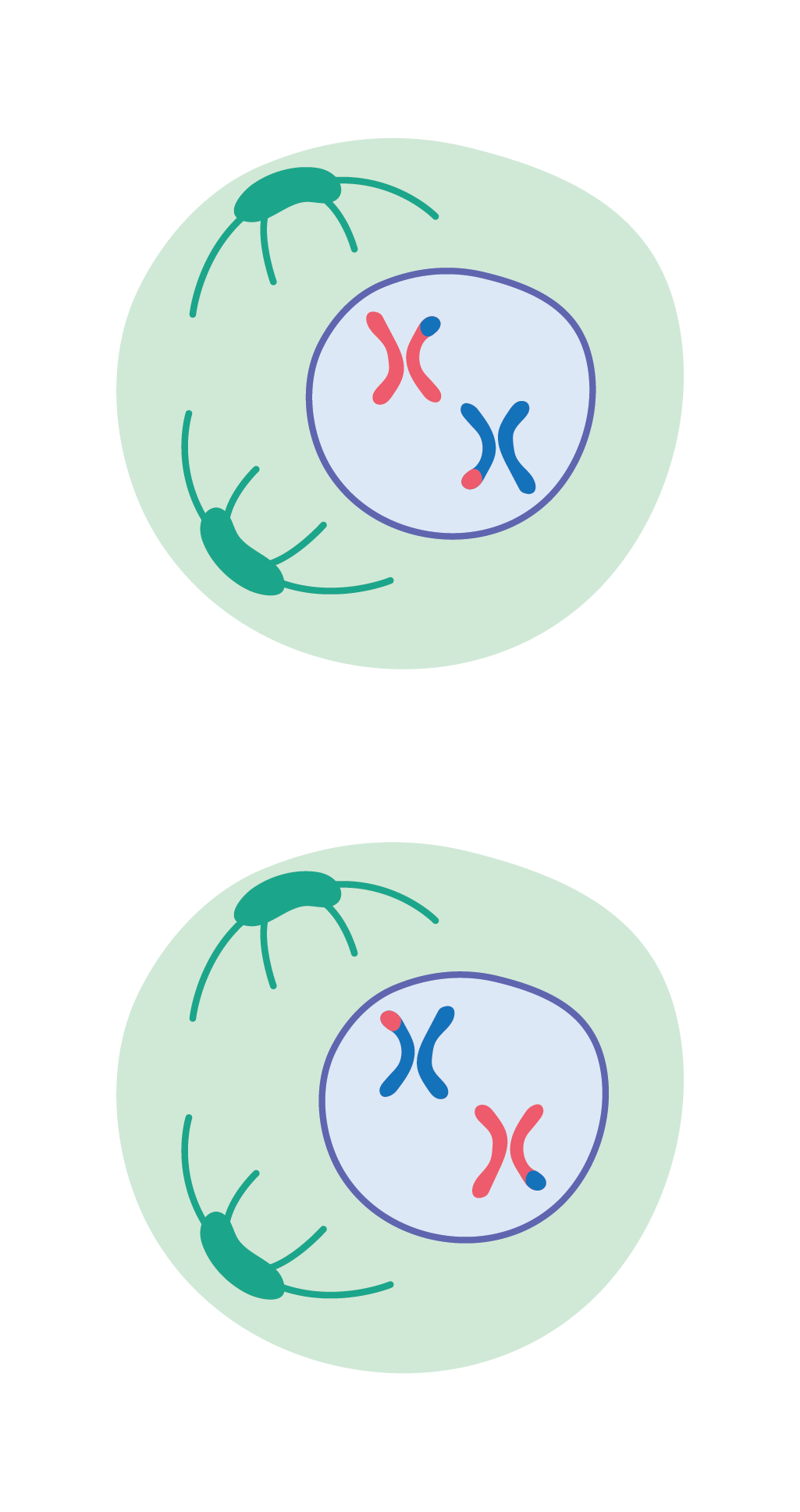 Biology; Cells, viruses and reproduction of living things; KS5 Year 12; Meiosis, genetic variation and mutations