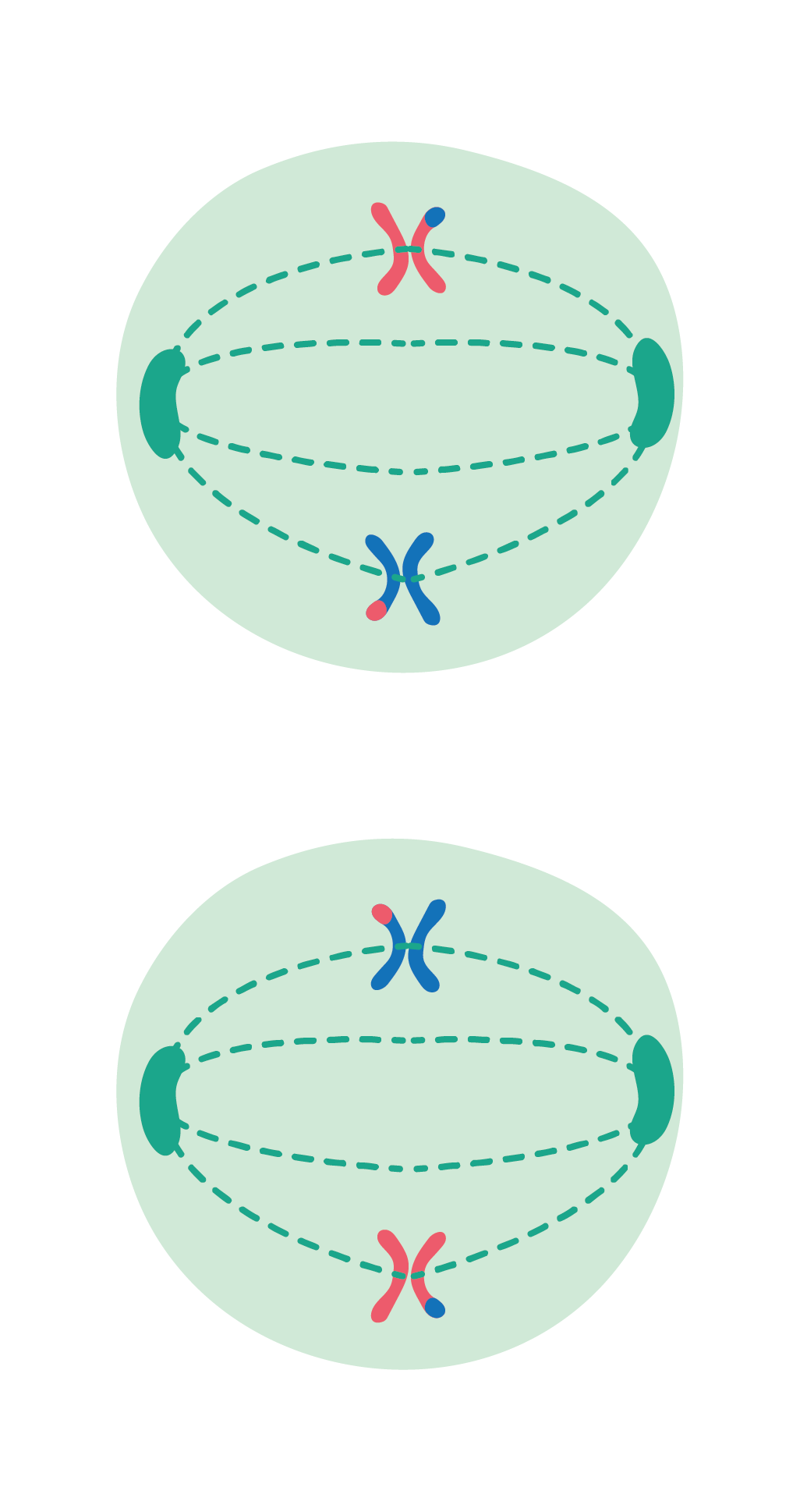 Biology; Cells, viruses and reproduction of living things; KS5 Year 12; Meiosis, genetic variation and mutations