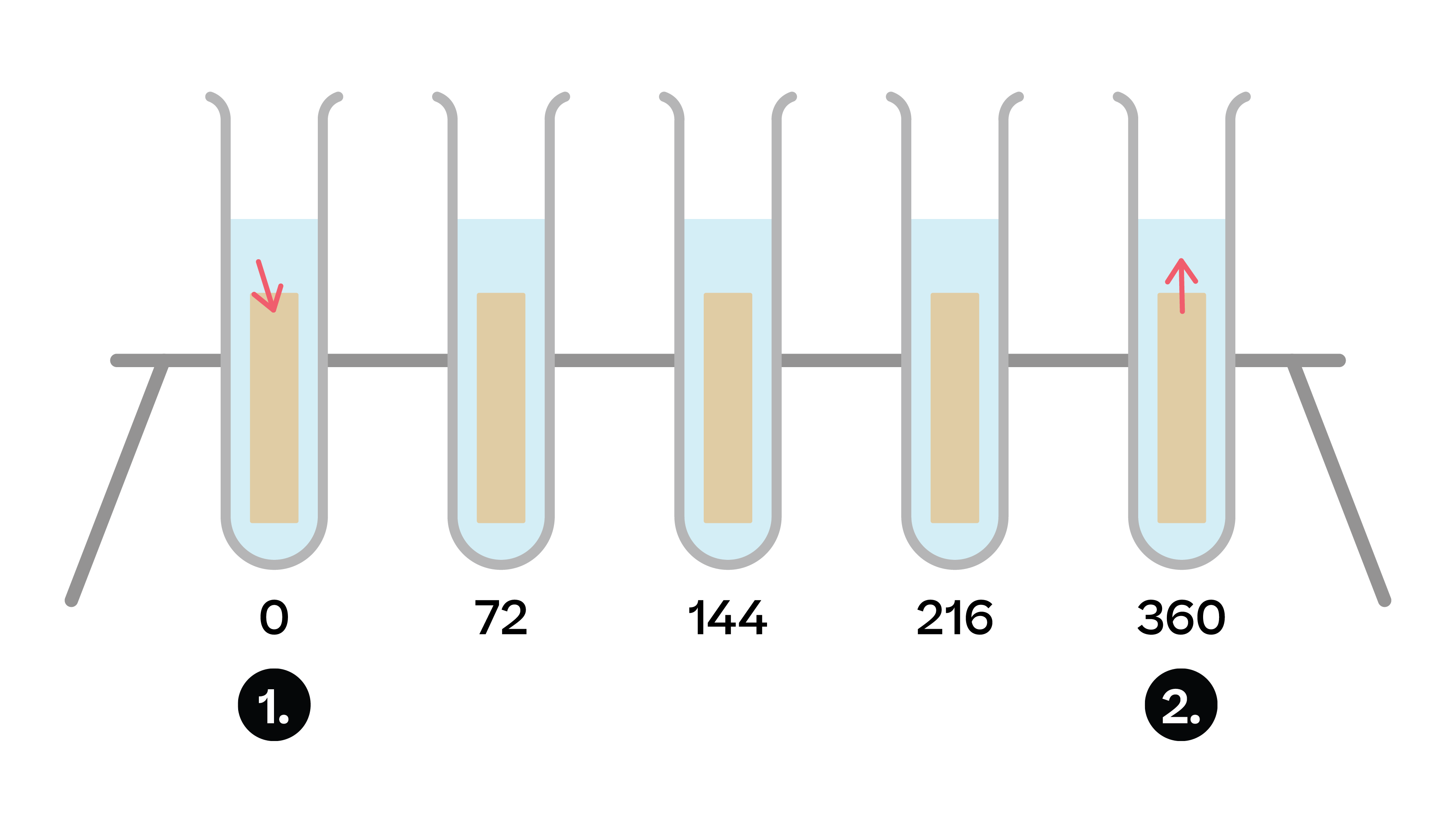 Osmosis Experiment For Kids Potato Water And Salt