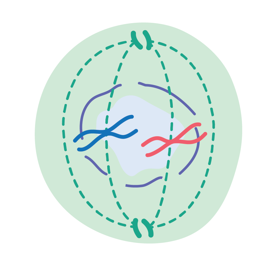 Biology; Cells, viruses and reproduction of living things; KS5 Year 12; The cell cycle and mitosis