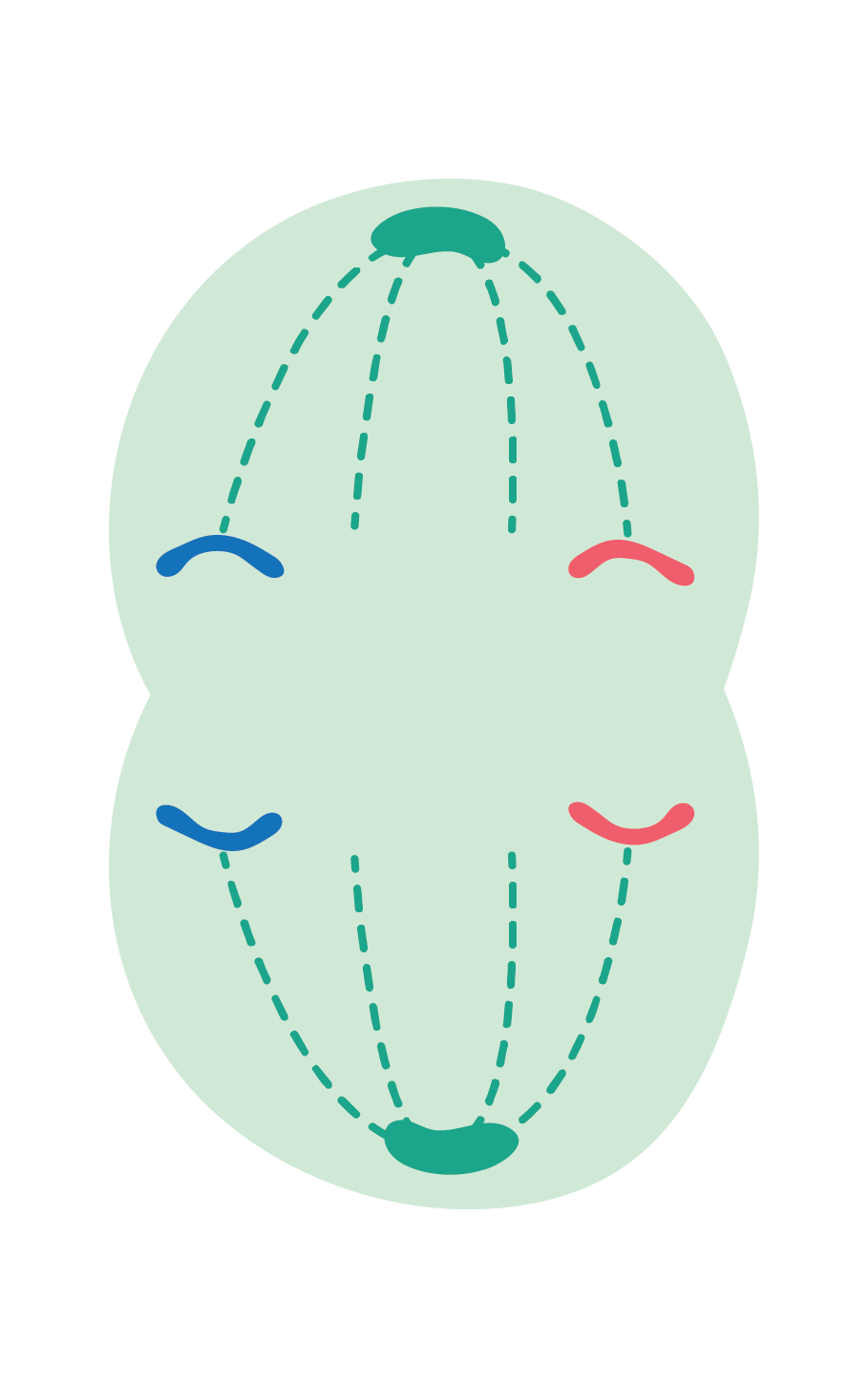 Biology; Cells, viruses and reproduction of living things; KS5 Year 12; The cell cycle and mitosis