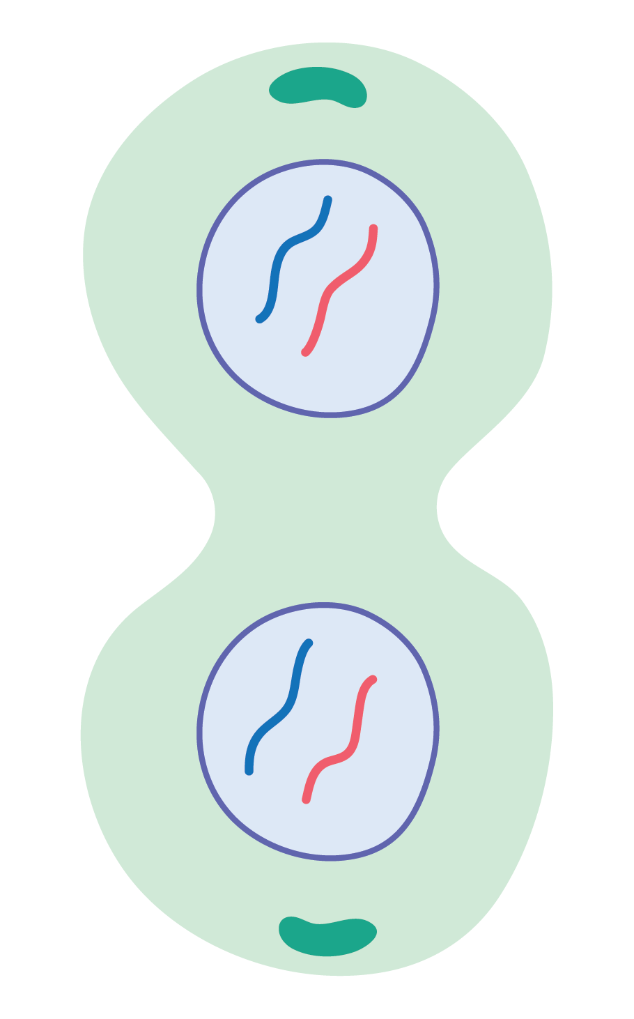 Biology; Cells, viruses and reproduction of living things; KS5 Year 12; The cell cycle and mitosis